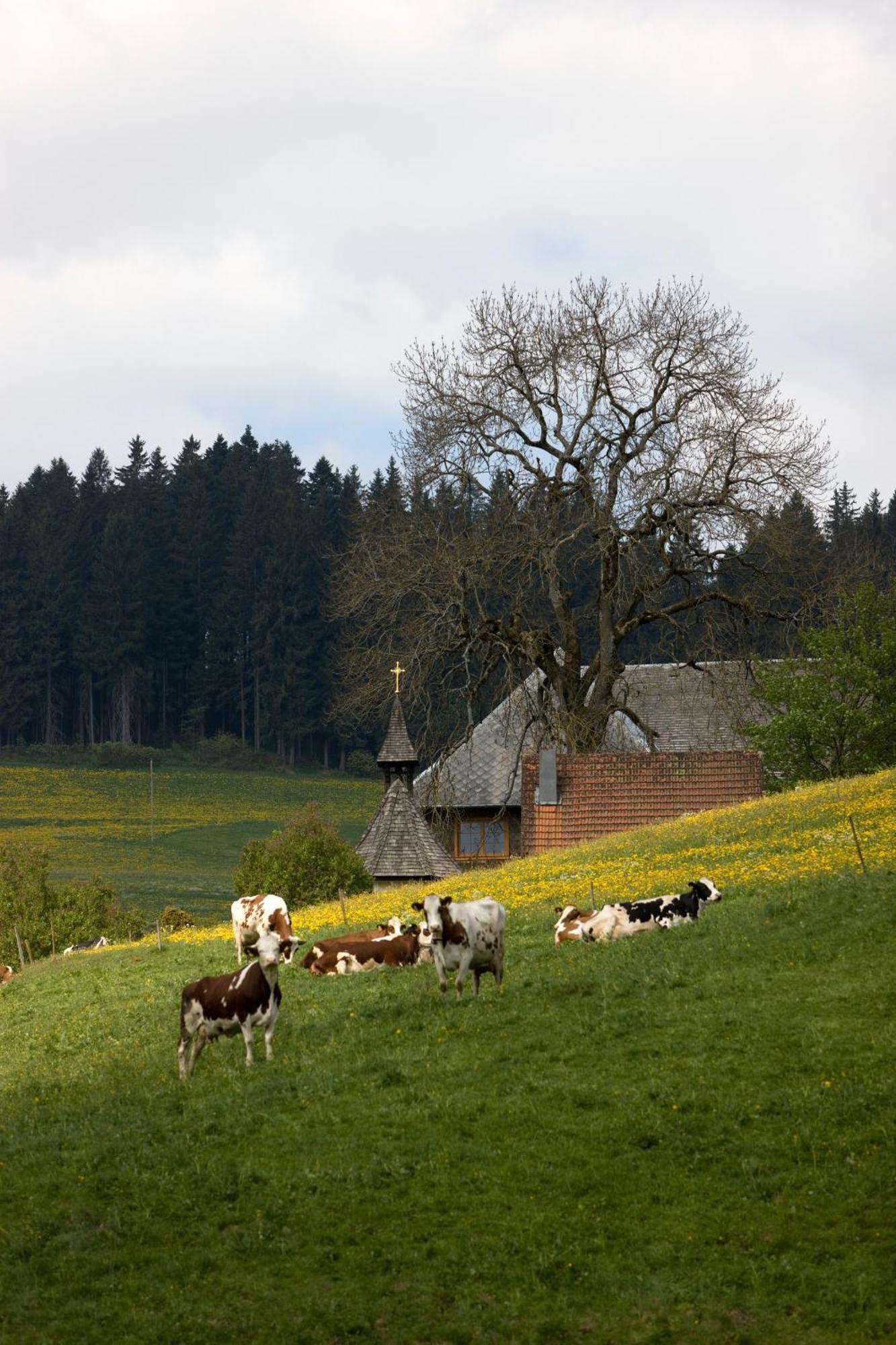 Drei Tannen - Wohnung 11 - Apartmenthaus, Titisee, Feldberg Dış mekan fotoğraf
